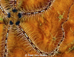 Brittle star and sidekicks by Peet Van Eeden 